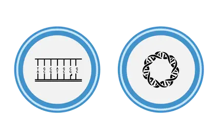 NOXA1 Protein Vector Human