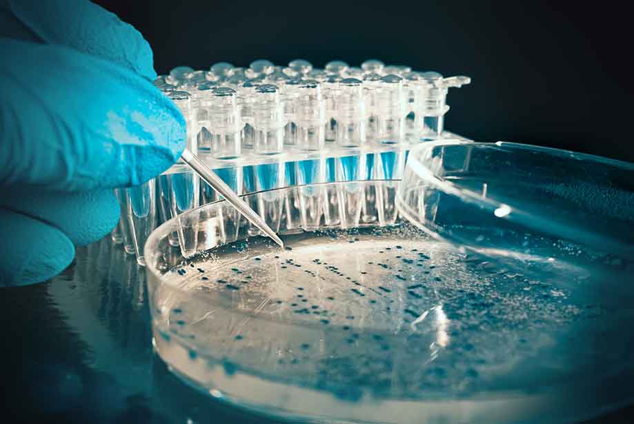 Agarose Multipurpose LE