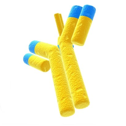 [544-MBS701186] anti-double stranded DNA antibody (IgG)